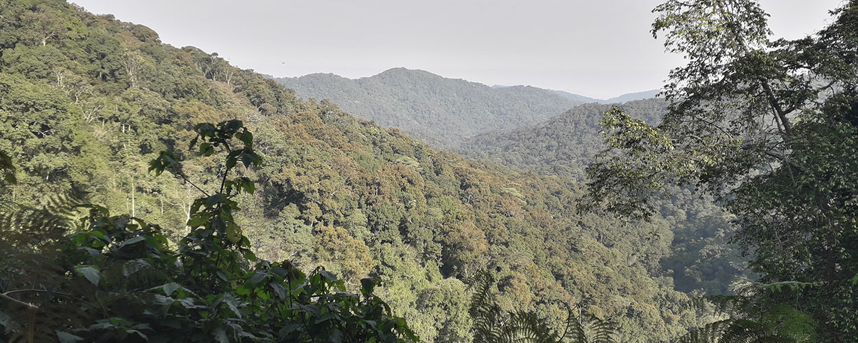 Bwindi Impenetrable National Park Uganda