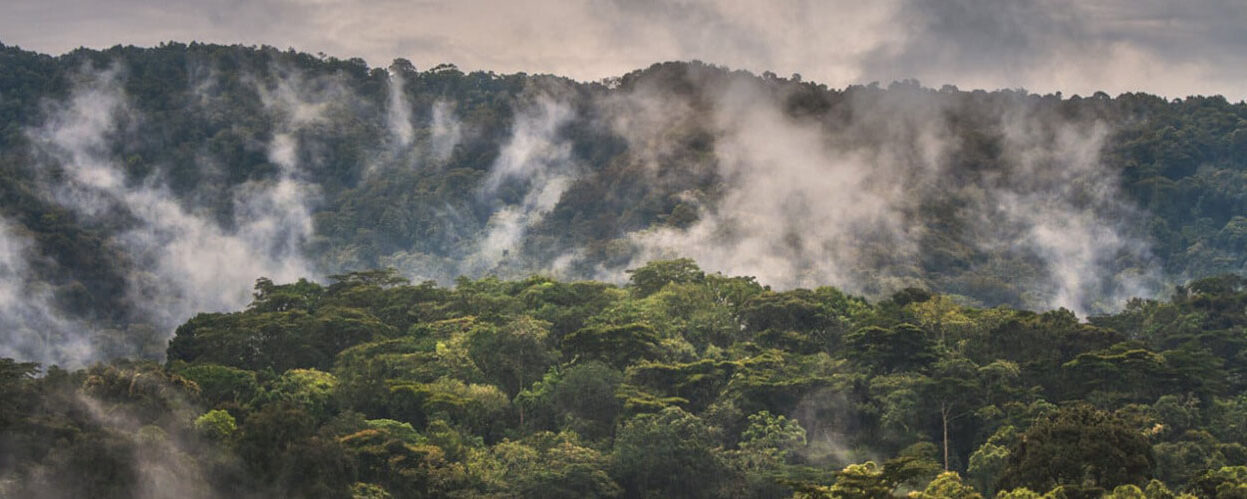 Bwindi Impenetrable National Park Uganda